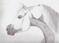/album/lovak-es-egyeb-nem-anime-rajzok/rovidefu-arab-001-jpg/